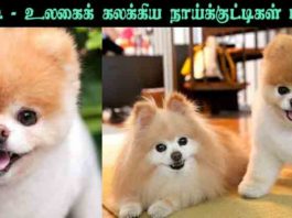 பூ-பட்டி