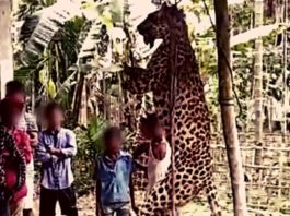 அசாமில் சிறுத்தை கொடூரமாக கொள்ளப்பட்டுள்ளது