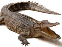 சைவ முதலை பபியா இறைவனின் திருவடி சேர்ந்தது! சைவ முதலை